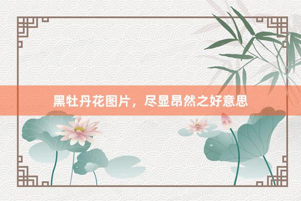 黑牡丹花图片，尽显昂然之好意思